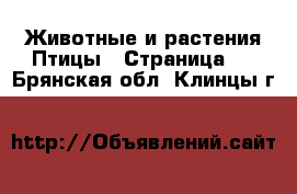 Животные и растения Птицы - Страница 2 . Брянская обл.,Клинцы г.